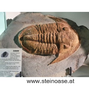 Trilobit  versteinert XL